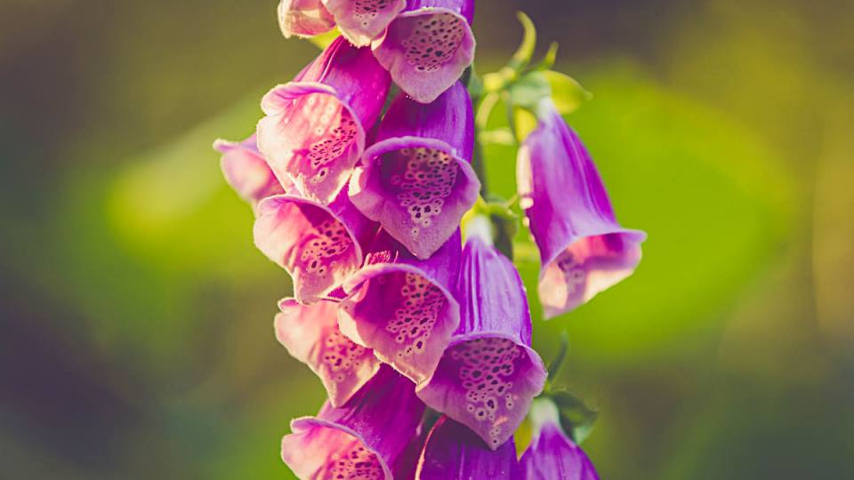 Фото: Наперстянка пурпурная, представитель флоры Гарца