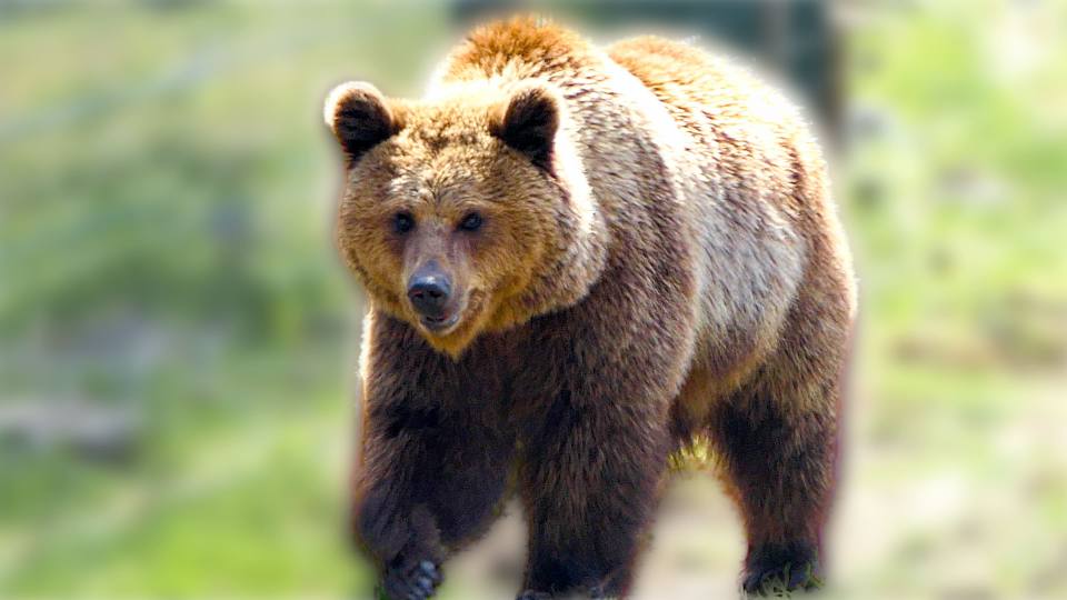 Фото: Европейский бурый медведь в вольере