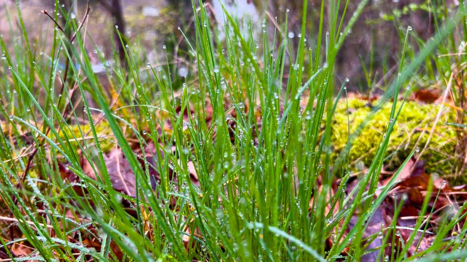 Фото: Трава в росе и мох, Гарц
