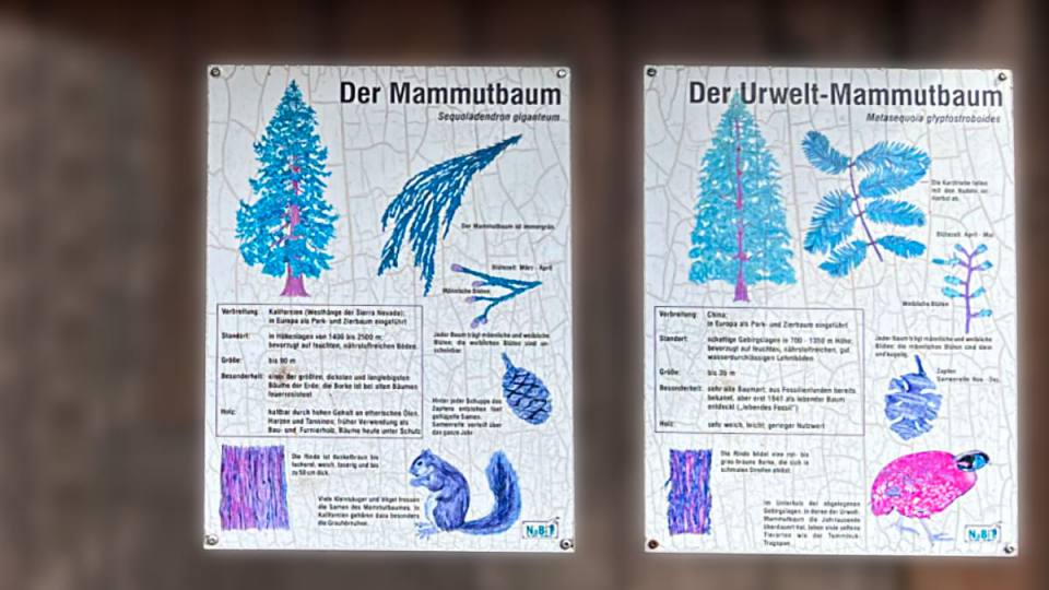 Фото: Информационный щит с описанием мамонтовых деревьях, Вернигероде