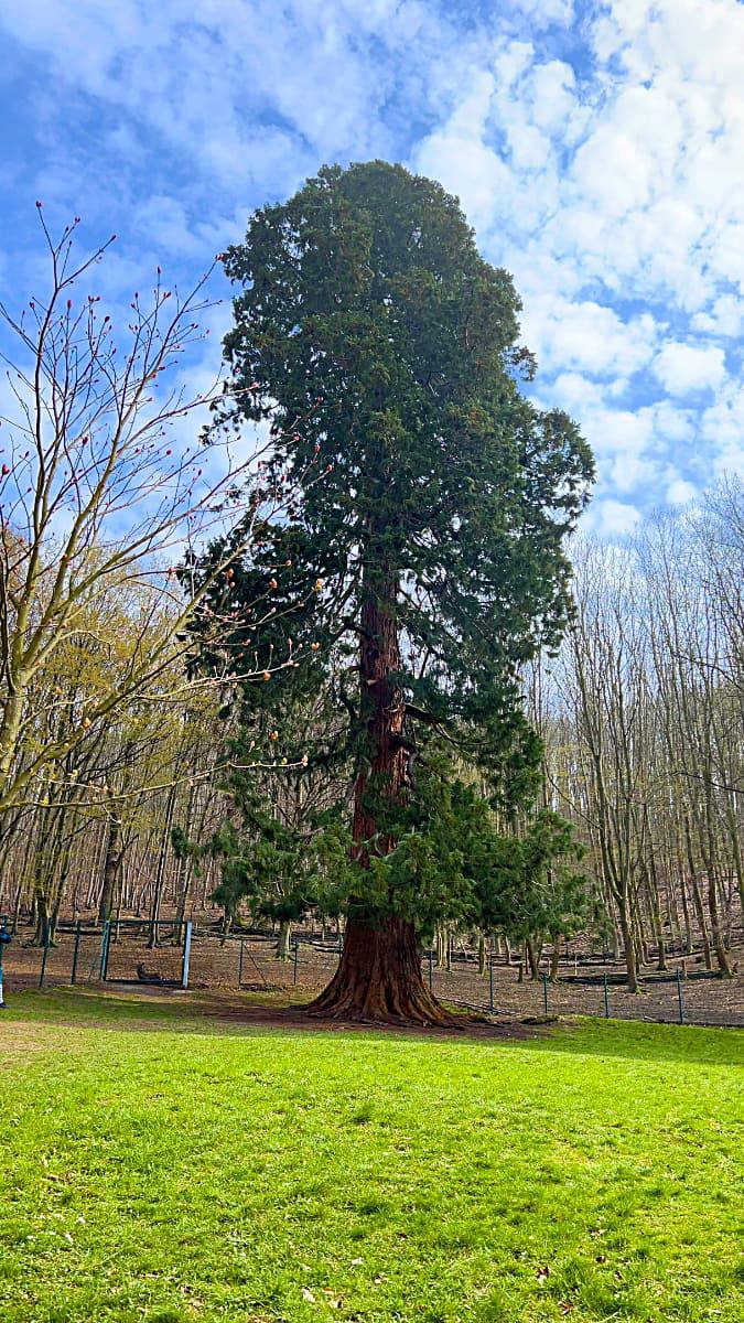 Фото: Мамонтовое дерево в горах Гарца