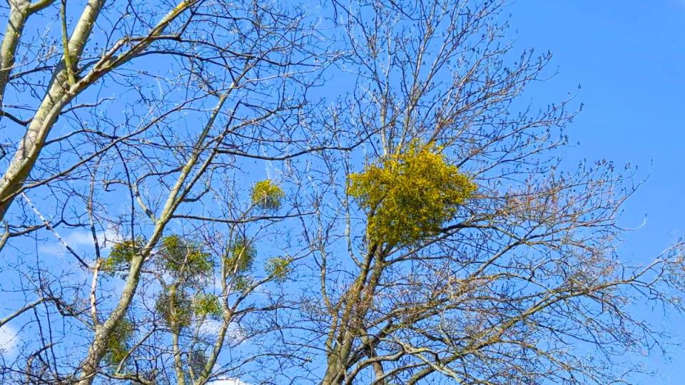Фото: Омела белая на дереве в Гарце, вид вблизи