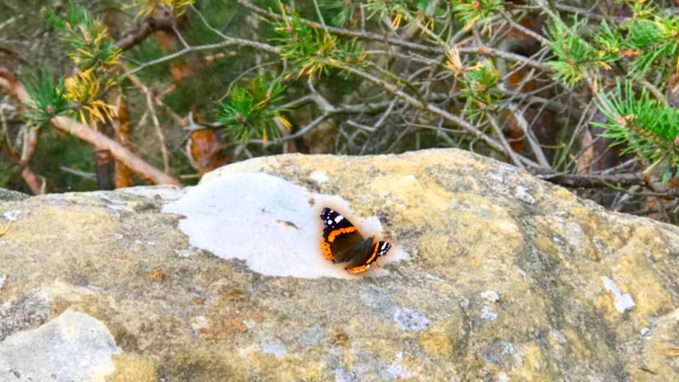 Фото: Бабочка Адмирал, местные насекомые