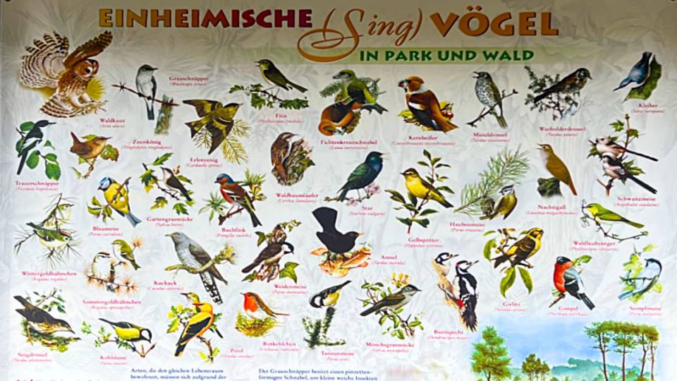 Фото: Обитающие в Гарце певчие птицы, информационный стенд