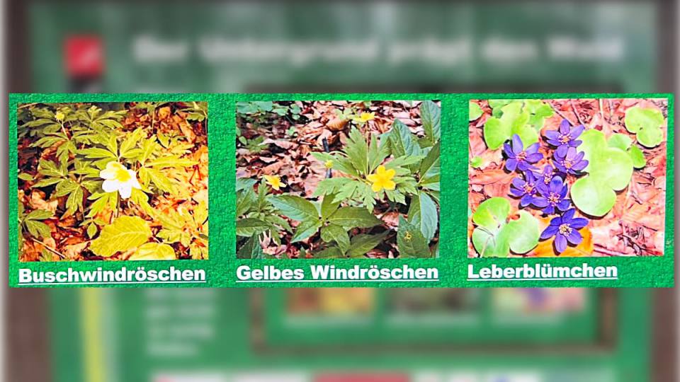 Фото: Информационный плакат о весенних цветах