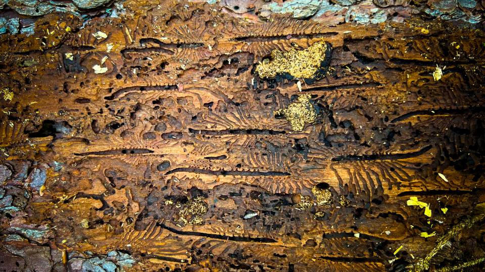 Фото: Кора дерева со следами работы жуков-короедов