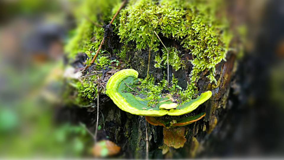 Фото: Зеленый древесный гриб и мох, Харц