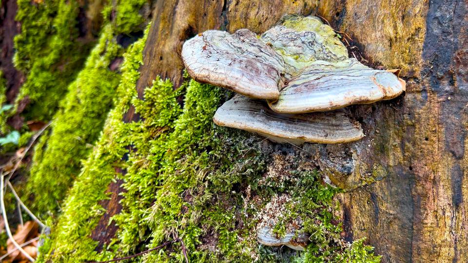 Фото: Древесный гриб и мох на дереве