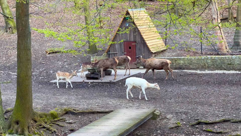 Фото: Белая лань и олени в вольере в горах Гарц
