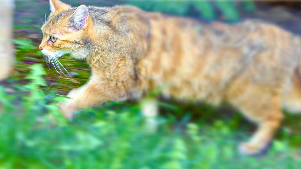 Фото: Дикая кошка в природе Гарца