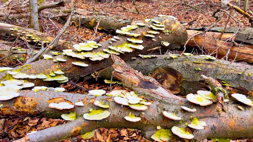 Фото: Древесные грибы на упавших деревьях, Гарц
