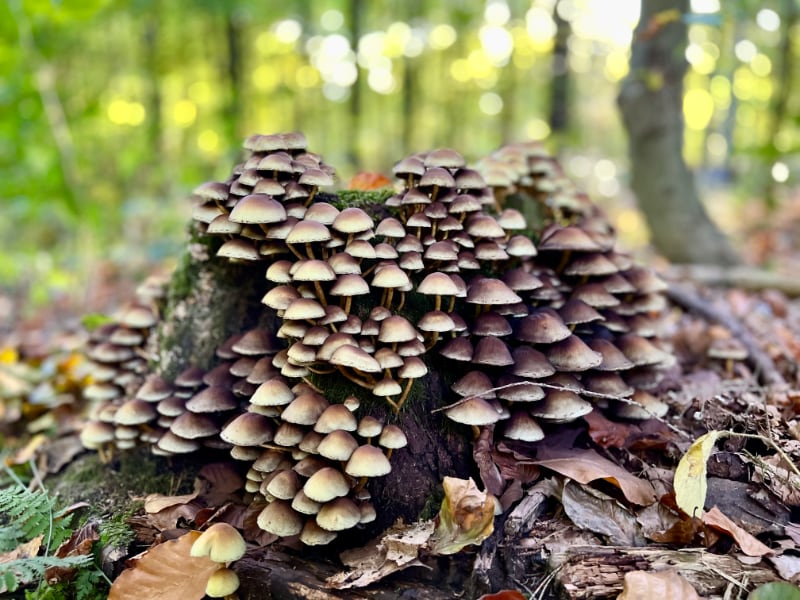 Фото: Флора и фауна в Саксонской Швейцарии: пень с грибами