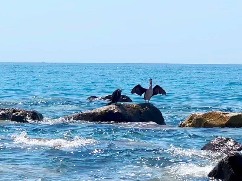 Фото: Лигурийские бакланы на море в южной части Европы