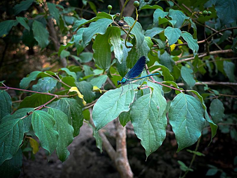 Фото: Голубая блестящая стрекоза в Лигурии