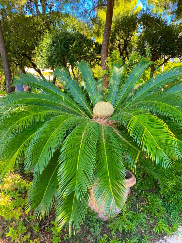 Фото: Ботанический сад и пальмы, Итальянская Ривьера