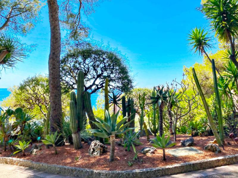 Фото: Ботанический сад на Итальянской Ривьере: кактусы и пальмы
