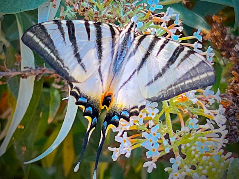 Фото: Красивая бабочка семейства парусников, Подалирий, в Италии