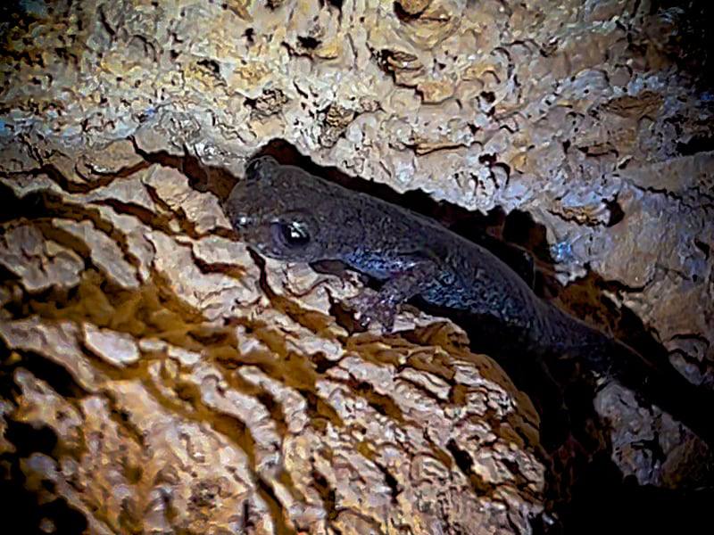 Фото: Фауна Лигурии: пещерная итальянская саламандра