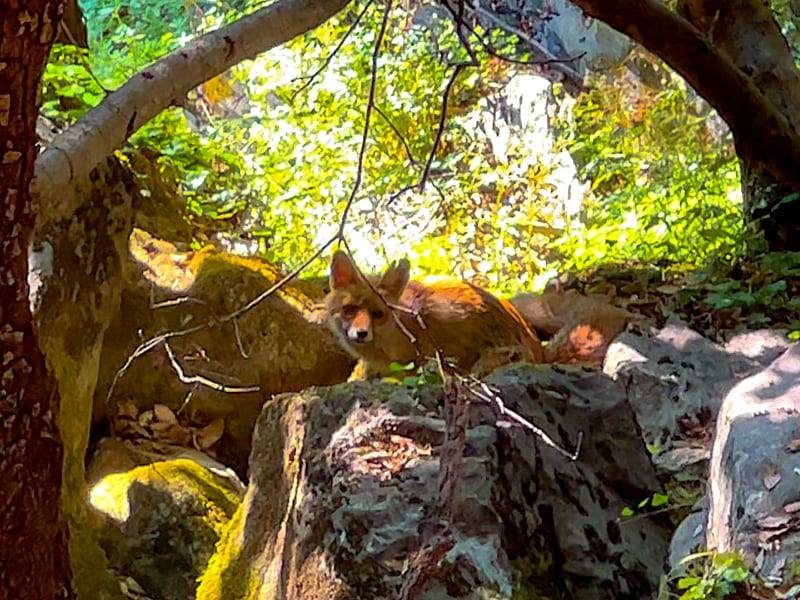 Фото: Лигурийская фауна: лиса в горах