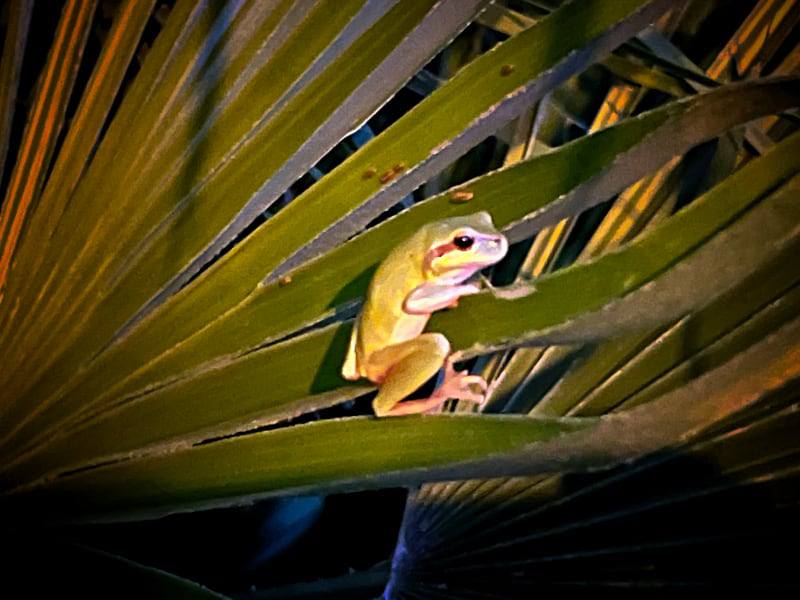 Фото: Лигурийская лягушка на пальме