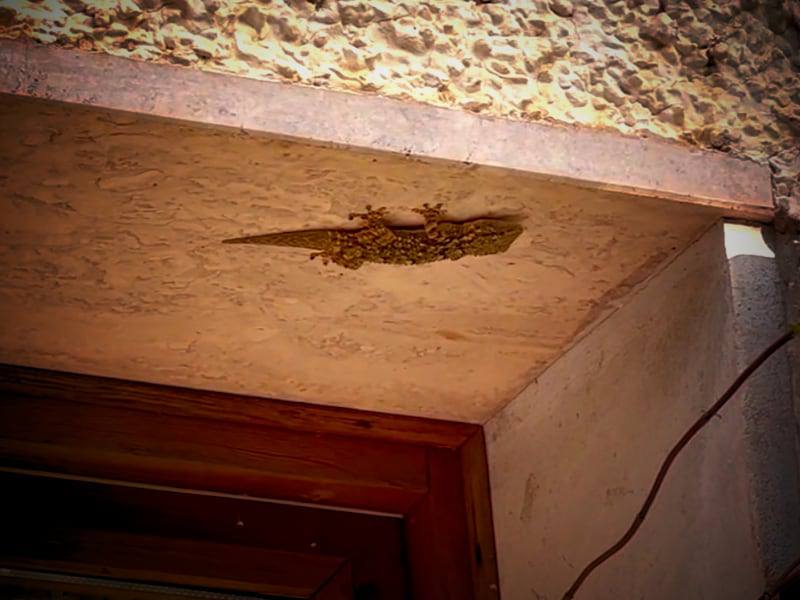 Фото: Фауна Лигурии: геккон бегущий по потолку
