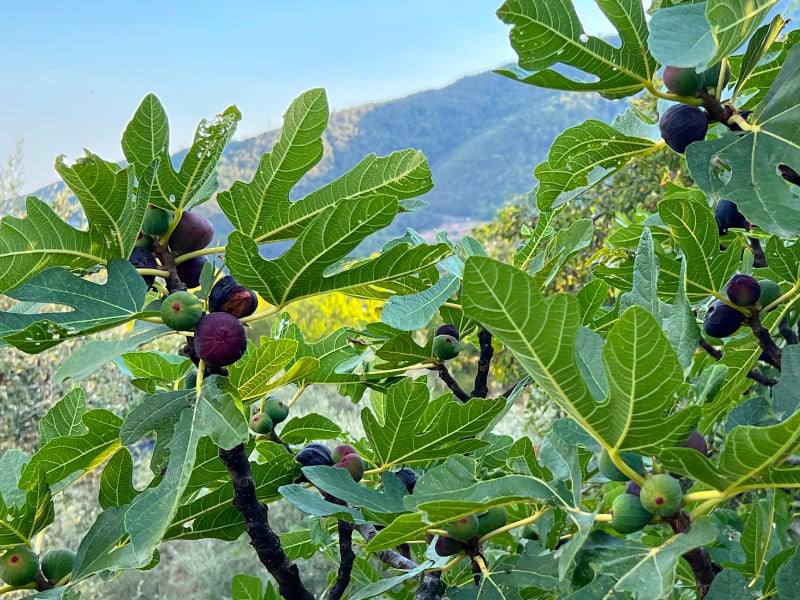 Фото: Инжир, созревшие плоды на дереве в Италии