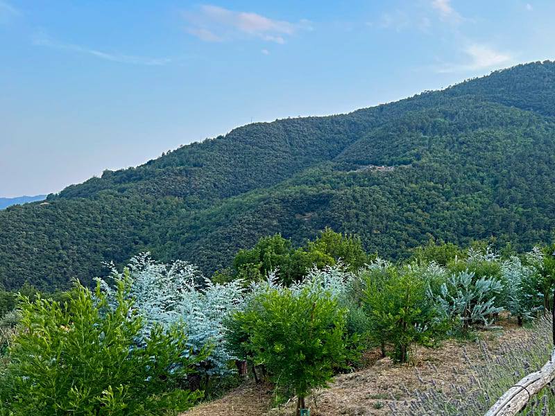 Фото: Сады на склонах гор в Лигурии