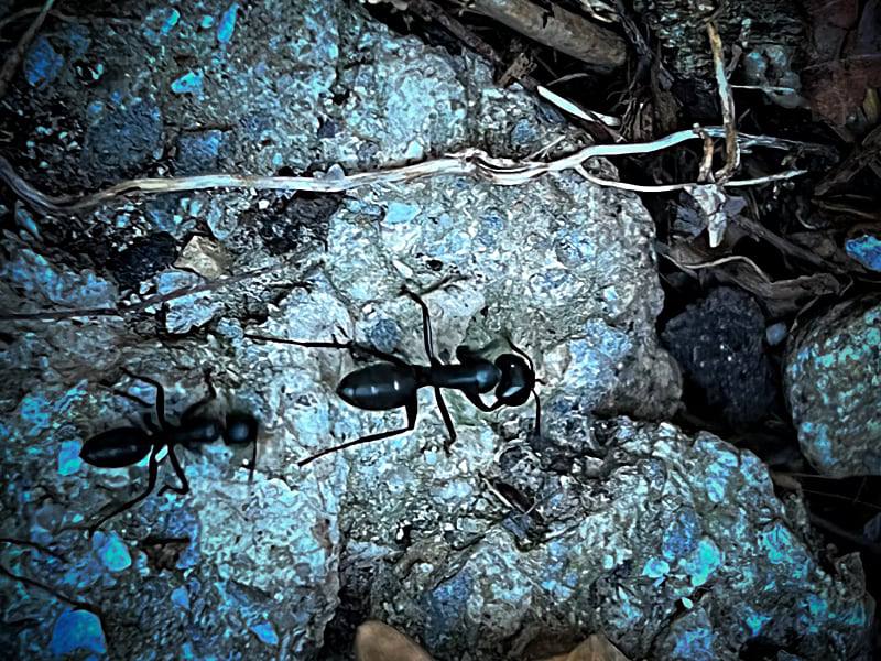 Фото: Большие черные муравьи в горах на юге Европы