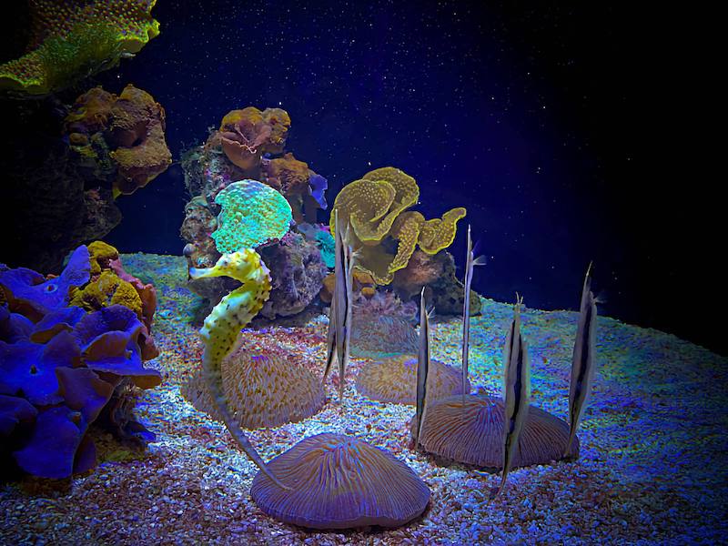 Фото: Морские аквариумы Лигурии, морской конек и рыбы