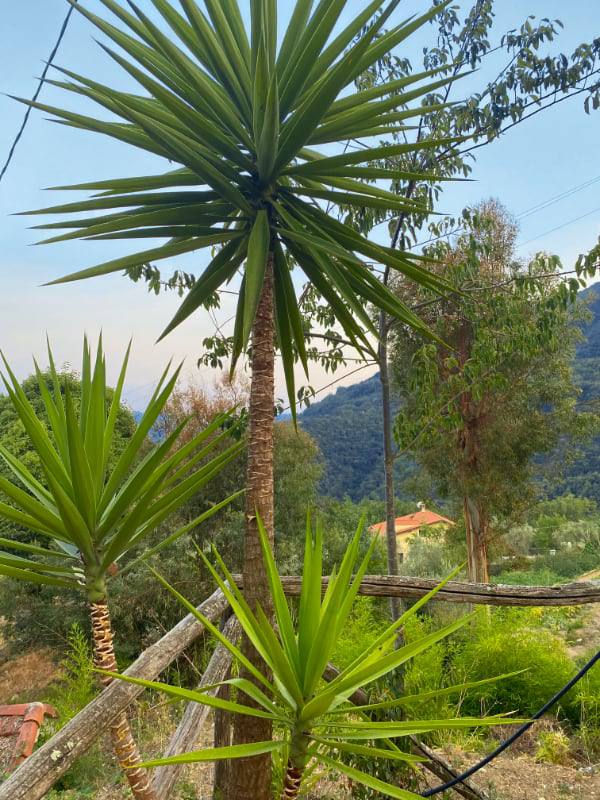 Фото: Кактусы и пальмы в горах Лигурии
