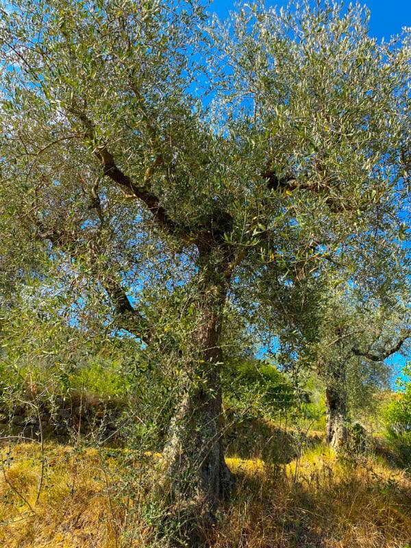 Фото: Оливковое дерево в горах Лигурии