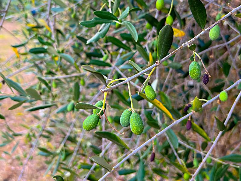 Фото: Оливки на дереве в Италии