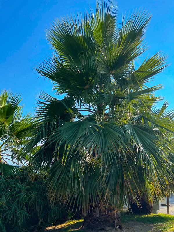 Фото: Пальмы на берегу Лигурийского моря