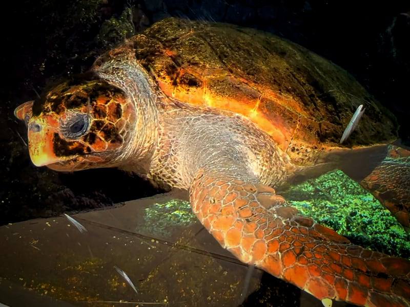 Фото: Морская черепаха в океанариуме