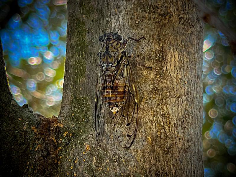 Фото: Поющие цикады на оливковых деревьях в Италии